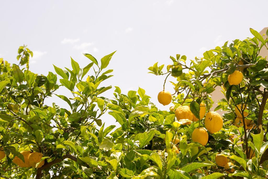 Casale La Macina Residence Scopello スコペッロ エクステリア 写真